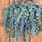 Peperómia (Peperomia) ´PROSTATA´ - výška 20-30 cm, kont. C1,5L - závesný kvetináč